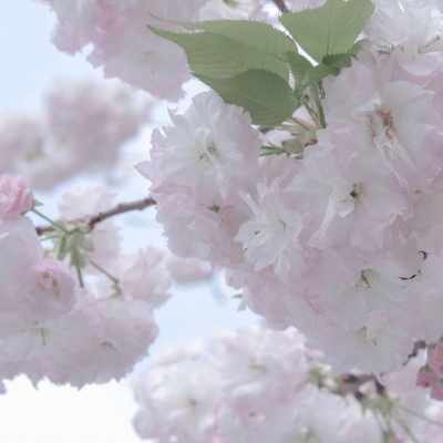 兽设森林场景创作FurryQQ群